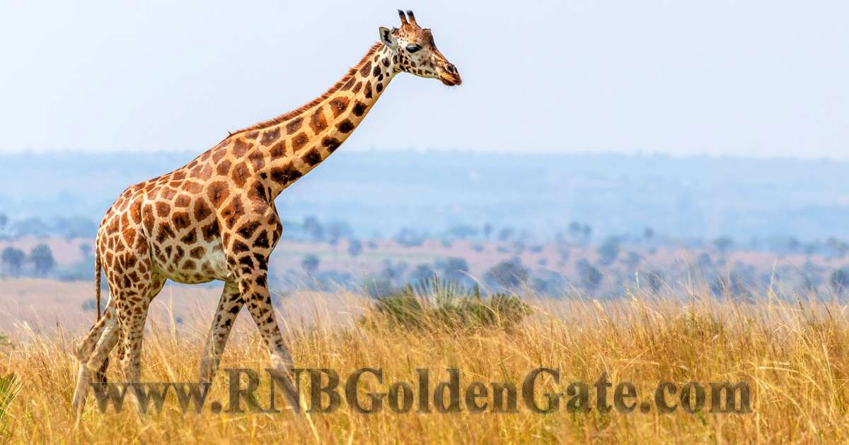 Rental Property Photo